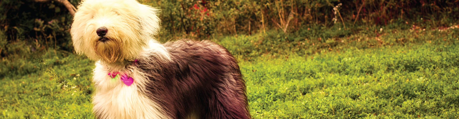 Pet Boarding in London, Ontario Companions Pet Resort