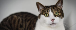 Cat Boarding | Companions Pet Resort